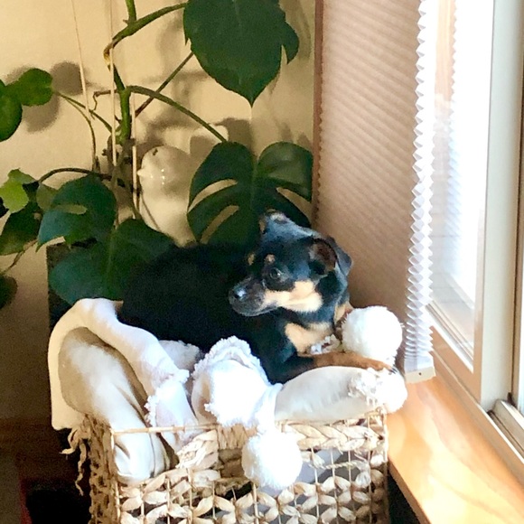 BOOP! SHOP! REPEAT 🤩🎀❤️ LIVE SALE LISTING - Picture 5 of 8